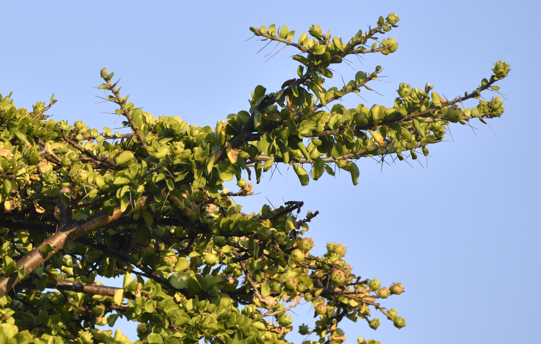 Leuenbergeria lychnidiflora