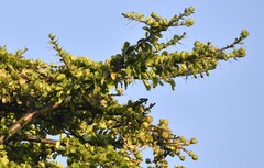 Leuenbergeria lychnidiflora