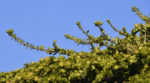 Leuenbergeria lychnidiflora, photograph 2