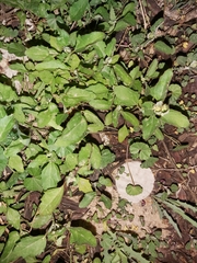 Chenopodiastrum murale