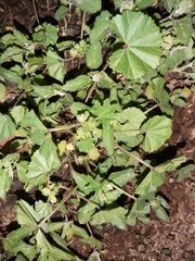 Malva parviflora