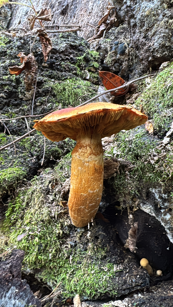 Gymnopilus ventricosus · December 2025 · photo: © harrii (iNaturalist, cc-by)