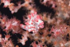 Hippocampus bargibanti