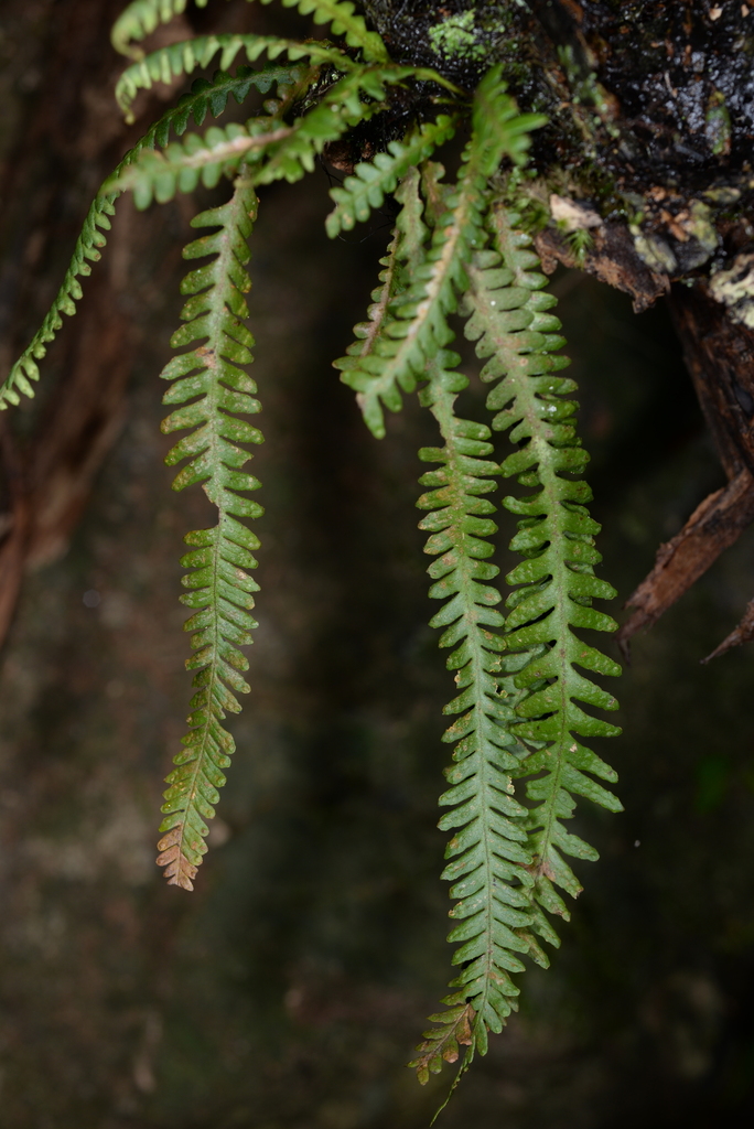 Prosaptia intermedia (Prosaptia intermedia)