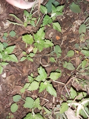 Chenopodiastrum murale