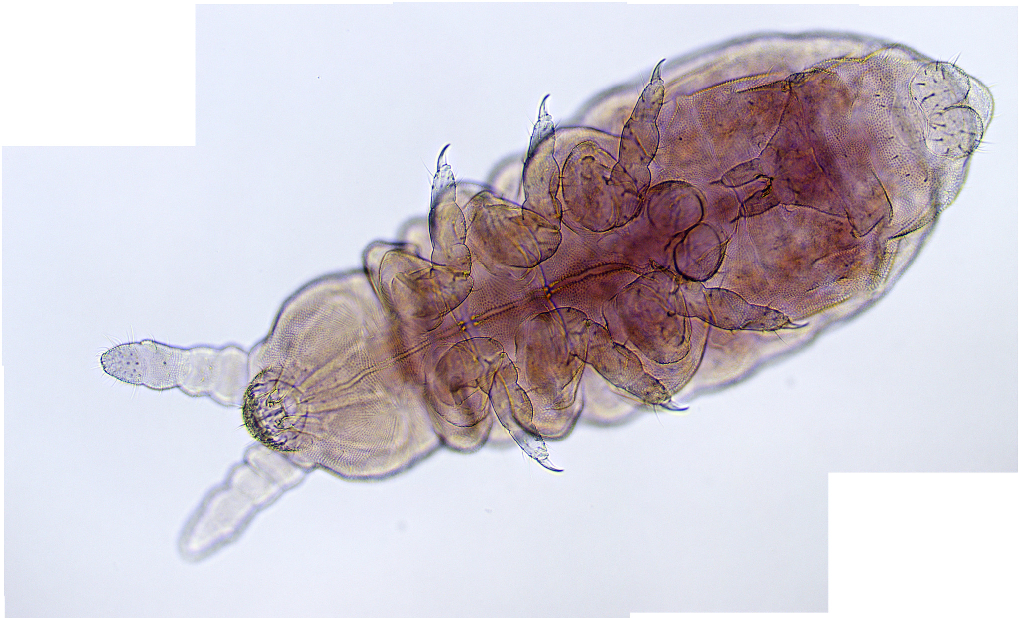 Brachystomella parvula (Schäffer, 1896)