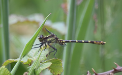 Neogomphus