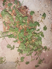 Malva parviflora