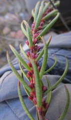 Agathosma pungens