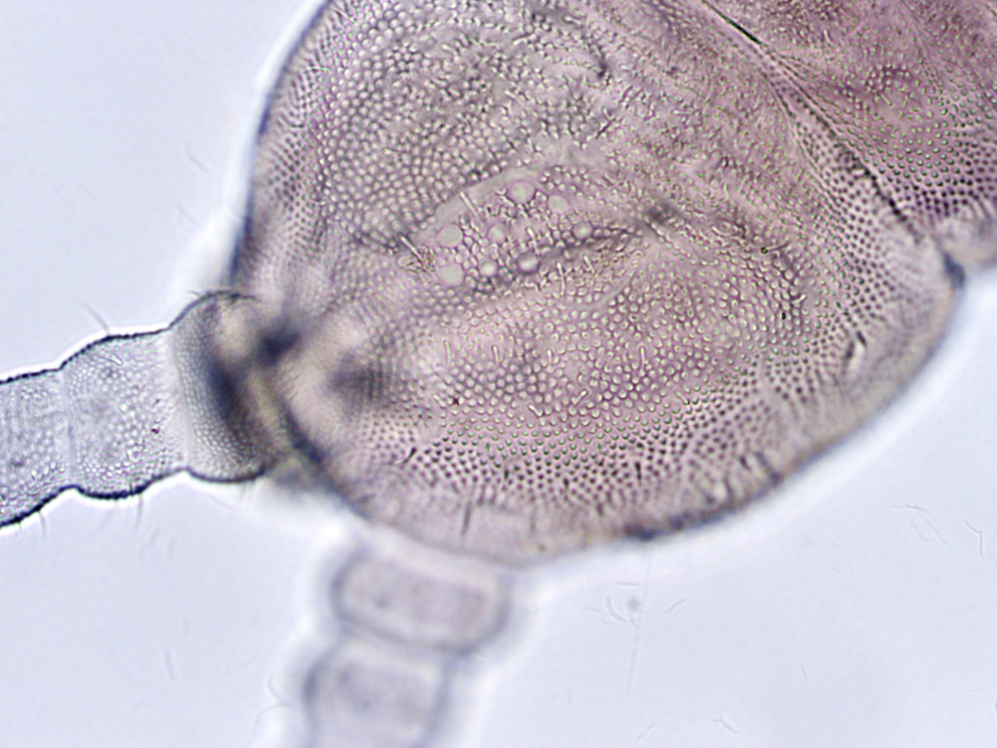 Brachystomella parvula (Schäffer, 1896)