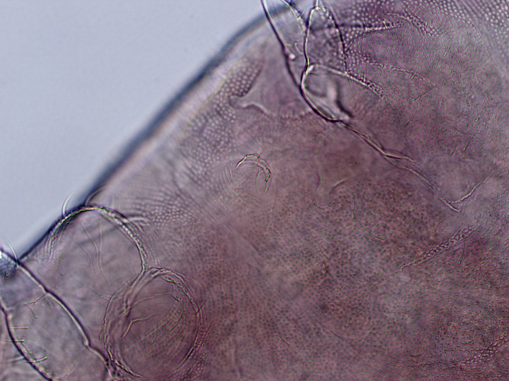 Brachystomella parvula (Schäffer, 1896)