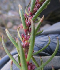 Agathosma pungens