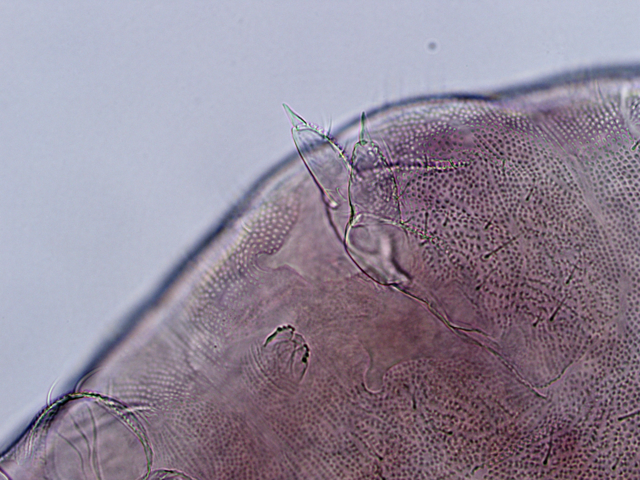 Brachystomella parvula (Schäffer, 1896)