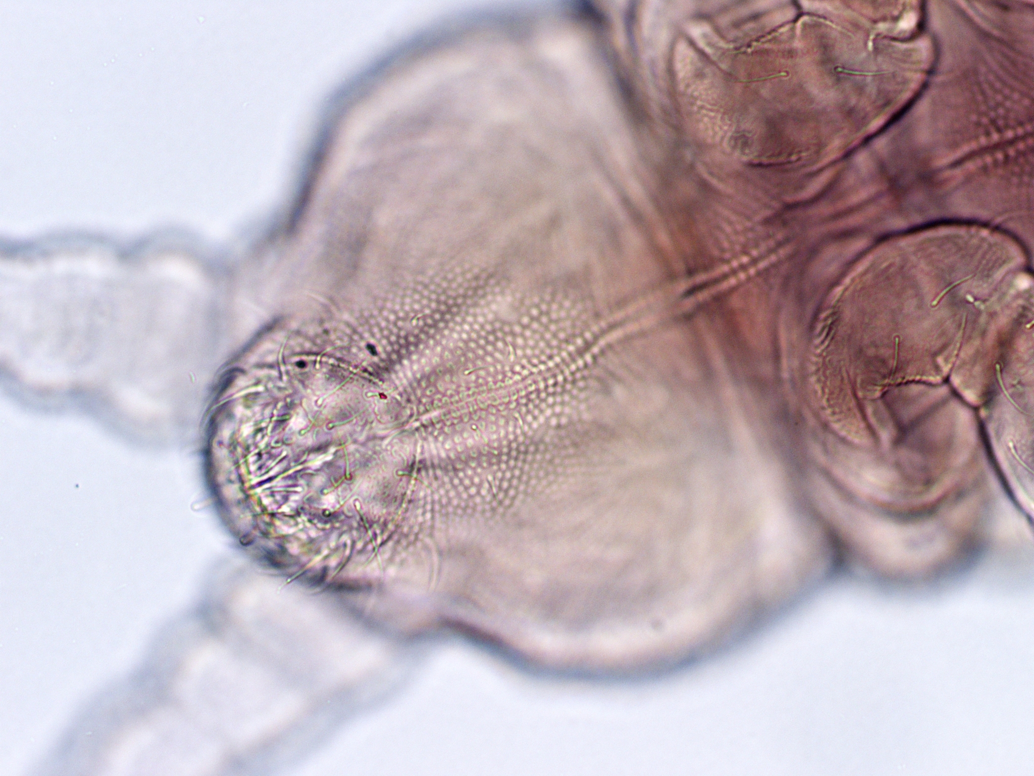 Brachystomella parvula (Schäffer, 1896)