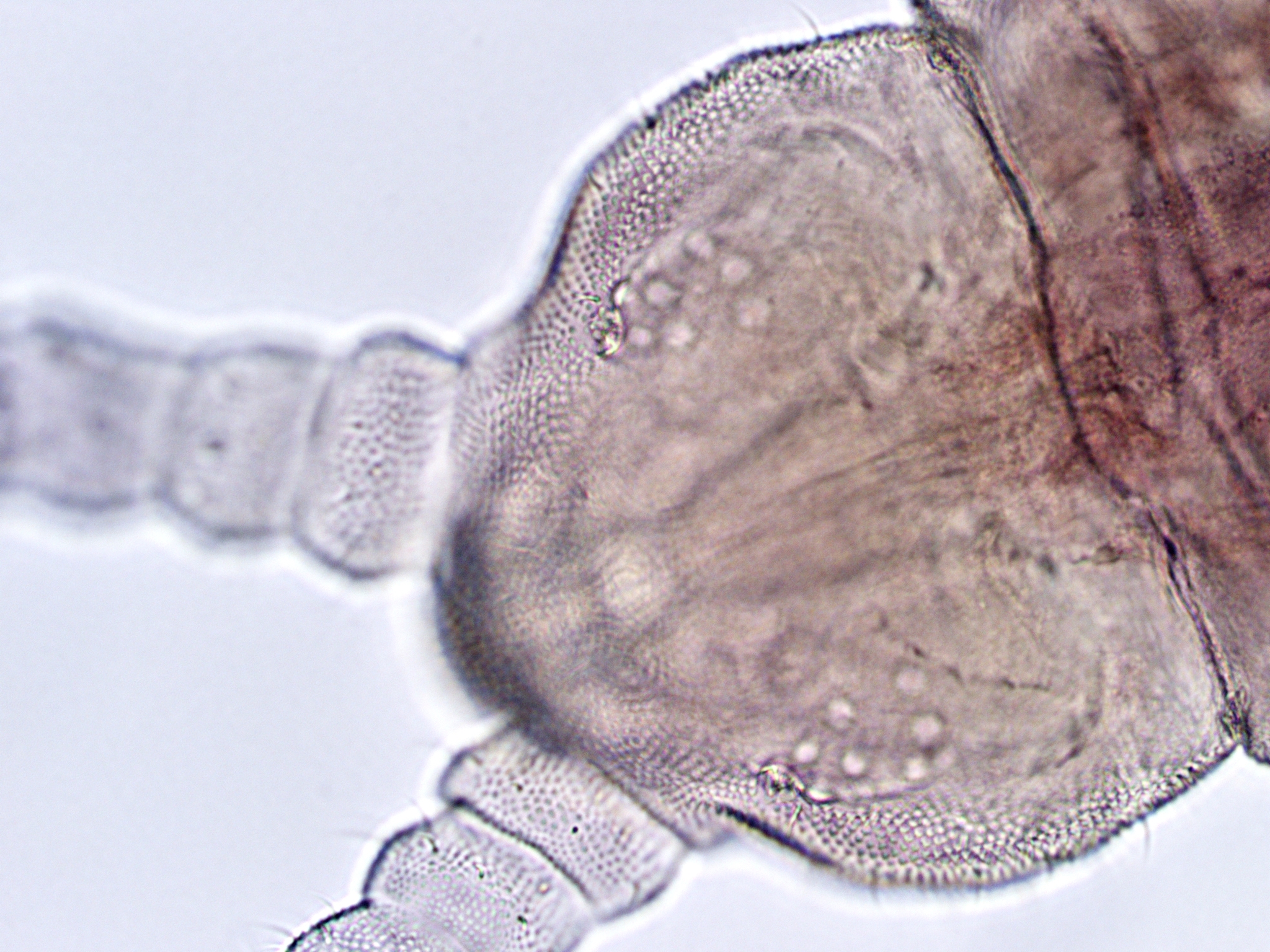 Brachystomella parvula (Schäffer, 1896)