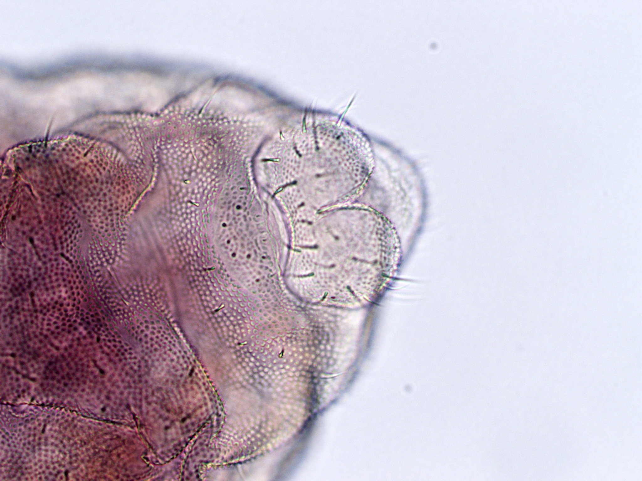 Brachystomella parvula (Schäffer, 1896)