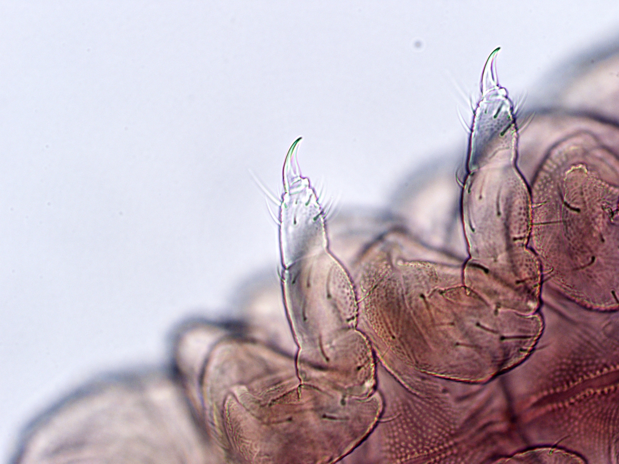 Brachystomella parvula (Schäffer, 1896)