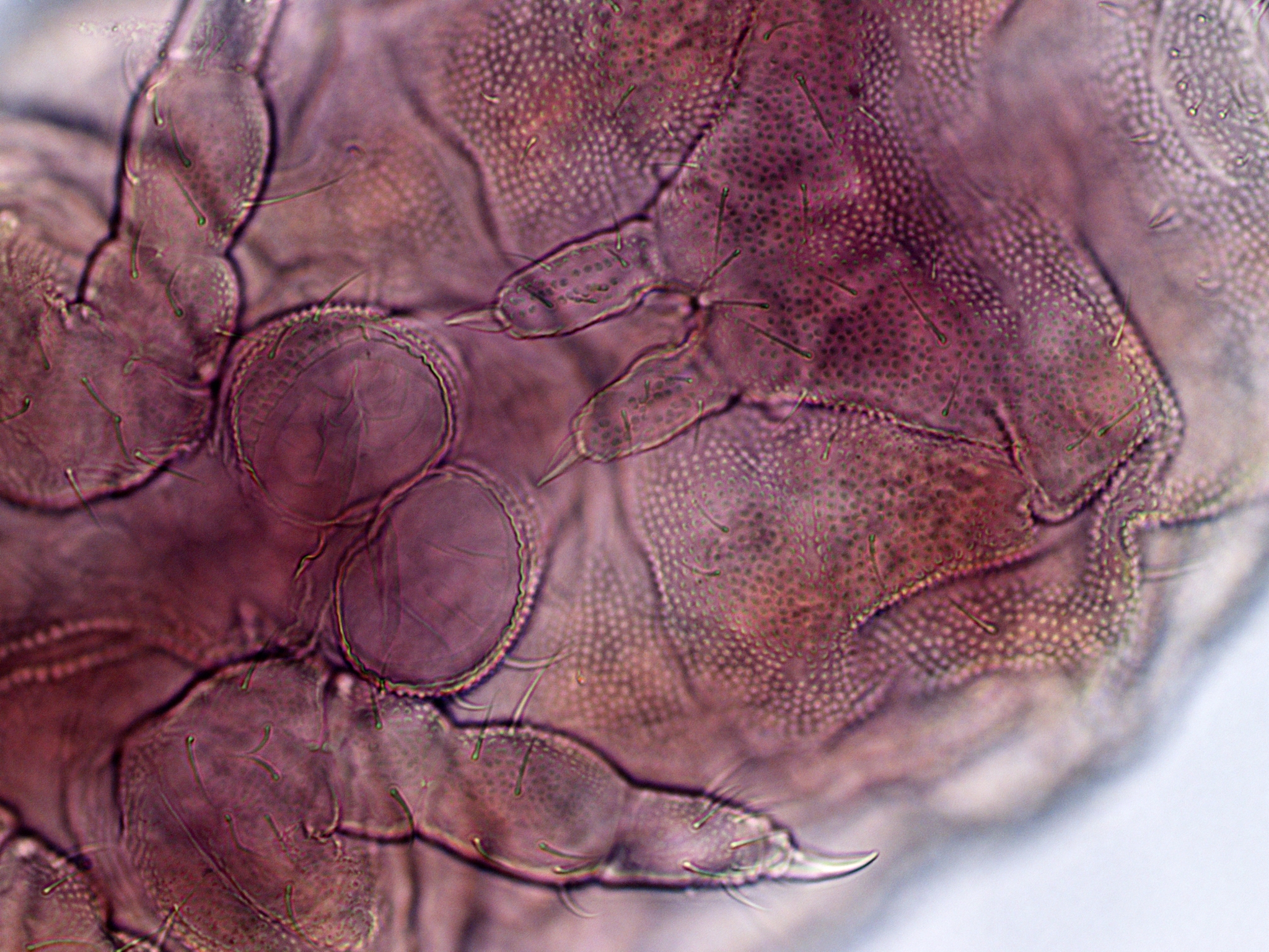 Brachystomella parvula (Schäffer, 1896)