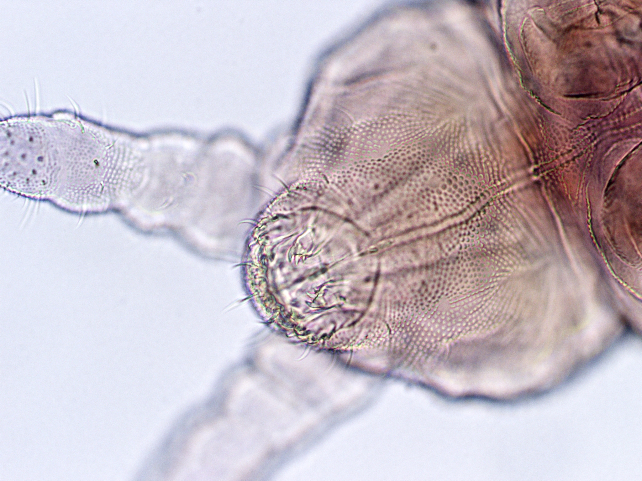 Brachystomella parvula (Schäffer, 1896)
