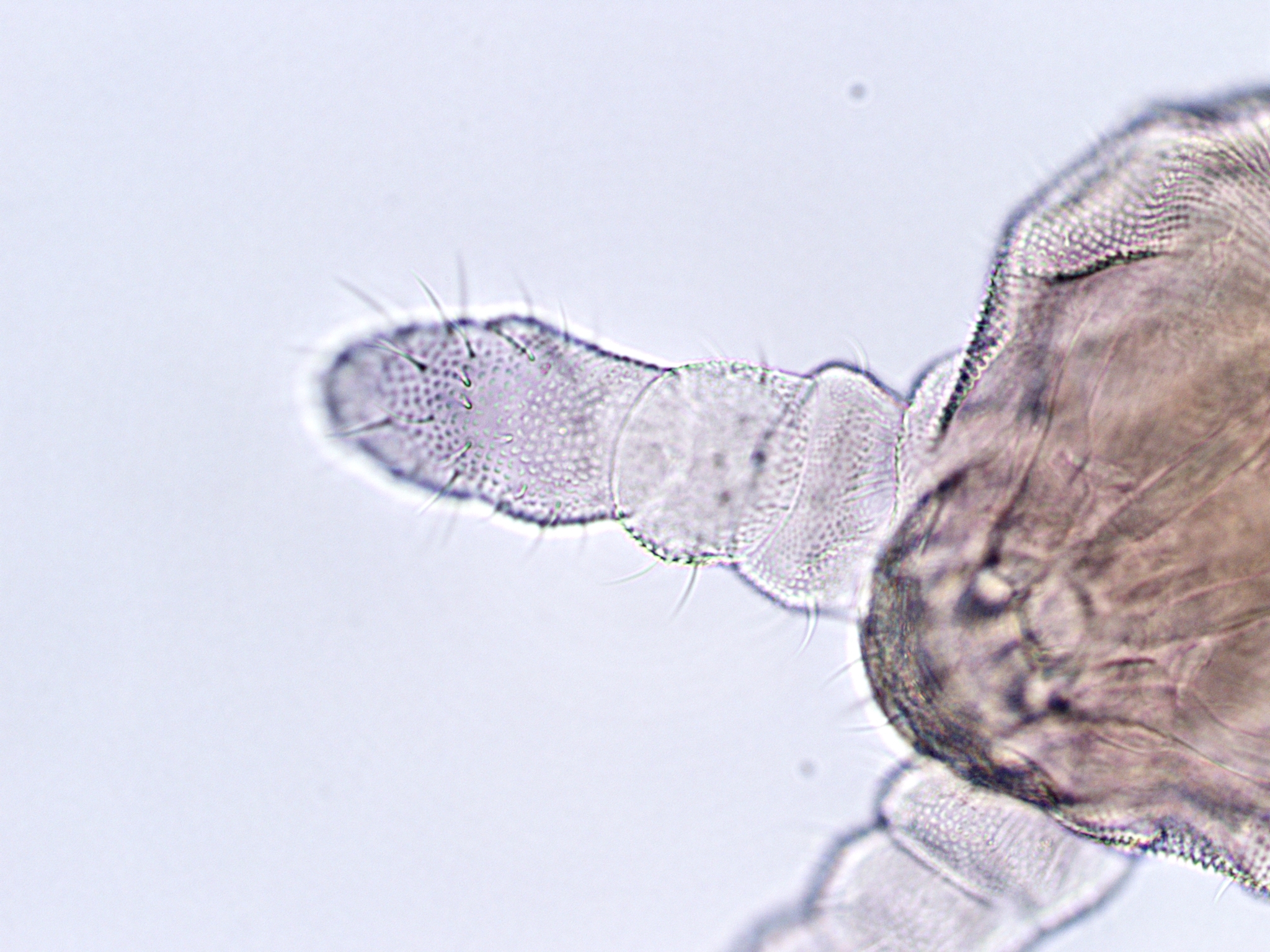Brachystomella parvula (Schäffer, 1896)