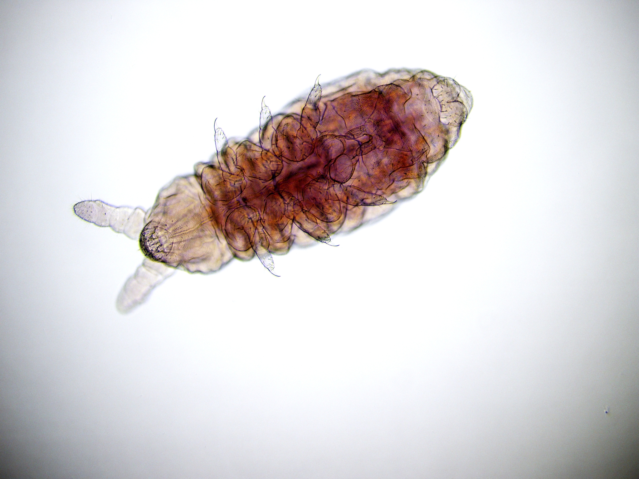 Brachystomella parvula (Schäffer, 1896)