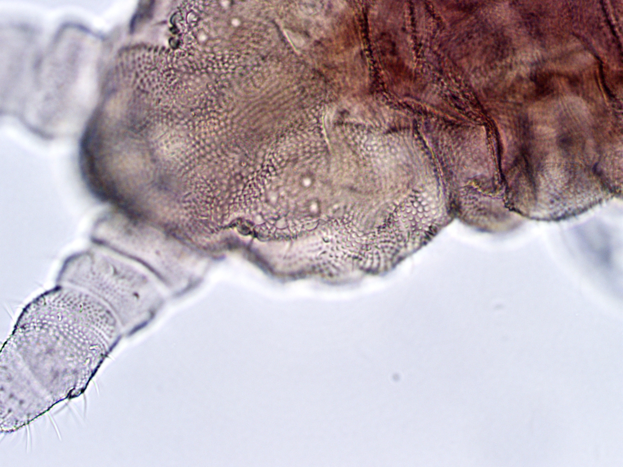 Brachystomella parvula (Schäffer, 1896)
