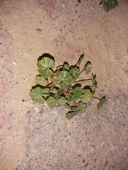 Malva parviflora