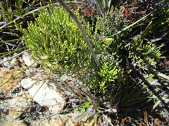 Dolichothrix ericoides