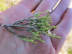 Dolichothrix ericoides