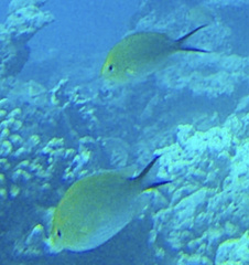 Chromis ternatensis