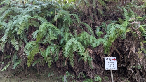 Diploterigium glaucum (Diplopterygium glaucum)