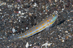 Valenciennea puellaris