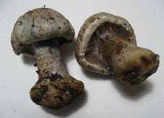 Cortinarius dionysae