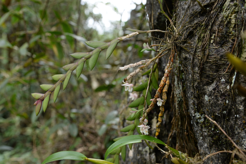 Dendrobium bilobulatum Seidenf. 2