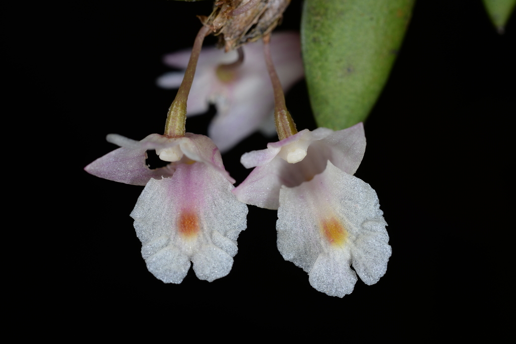 Dendrobium bilobulatum Seidenf.