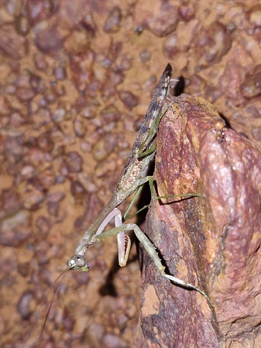 Cataspilota lolodorfana