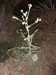 Launaea mucronata