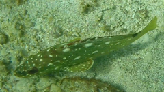 Epinephelus labriformis