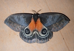 Automeris egeus