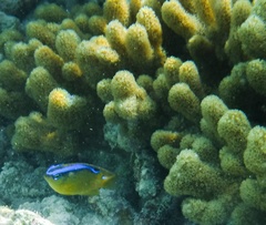 Chrysiptera brownriggii