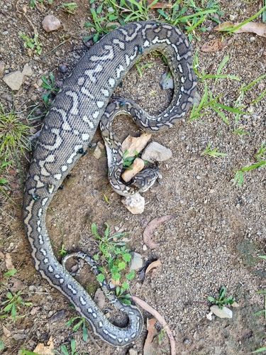 Coastal Carpet Python sighting
