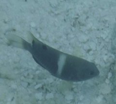 Chrysiptera biocellata