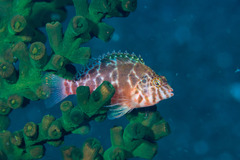 Cirrhitichthys aprinus