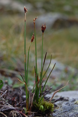 Juncus triglumis