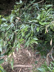 Castanopsis faberi, photograph (c) 銀杏, some rights reserved (CC BY)