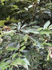 Castanopsis faberi, photograph (c) 銀杏, some rights reserved (CC BY)