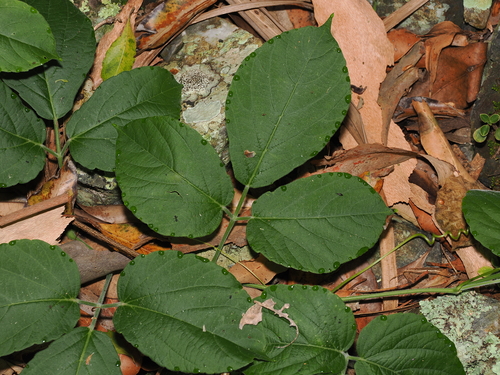 hairy grape (Cayratia acris)
