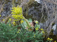 Aeonium diplocyclum image