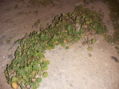 Malva parviflora