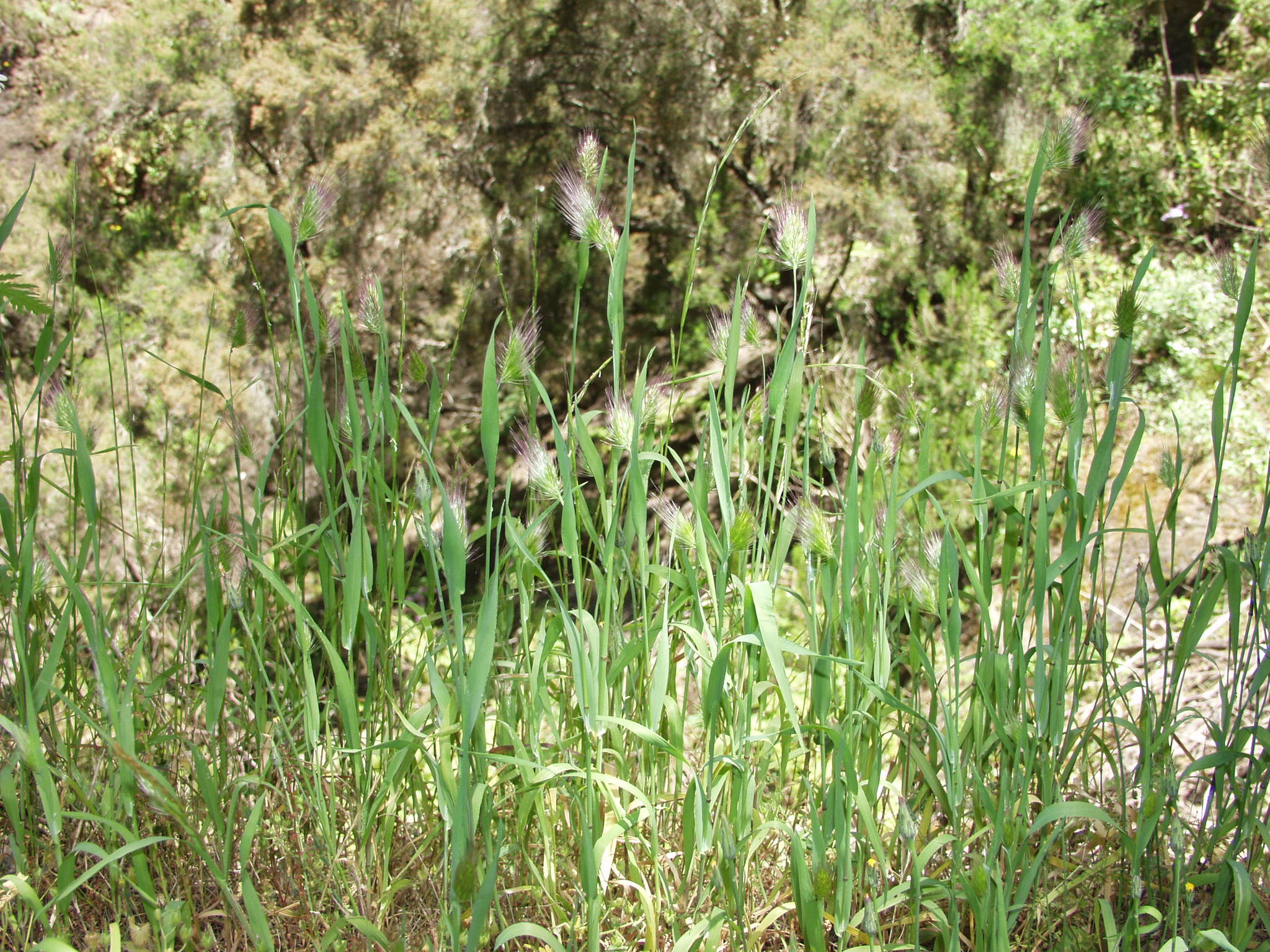 Cynosurus echinatus